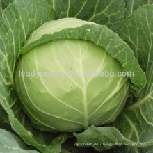 AC531 Huanglai extremely early maturity hybrid cabbage seeds vegetable